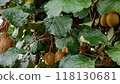 Kiwi fruit bountiful harvest 118130681