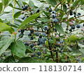 The ripe blueberries are almost ready to eat 118130714