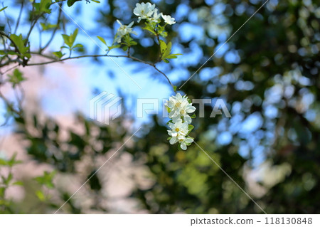 Lily of the valley flowers in full bloom Lily of the valley flowers in full bloom 118130848