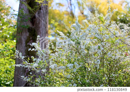 Cute lycaenid flowers in full bloom Cute lycaenid flowers in full bloom 118130849