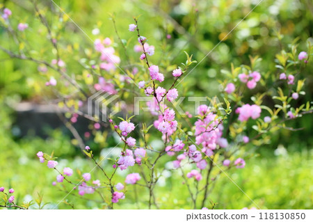 盛開的粉紅色淡水花朵 118130850