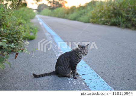 Tabby cat sitting by the roadside 118130944