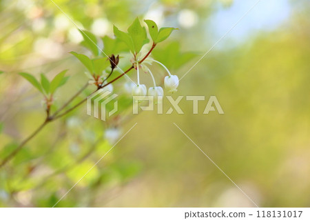 可愛的吊花 118131017
