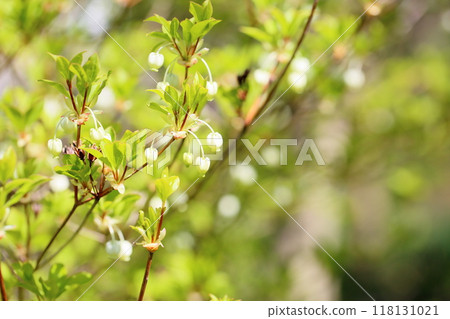 可愛的吊花 118131021