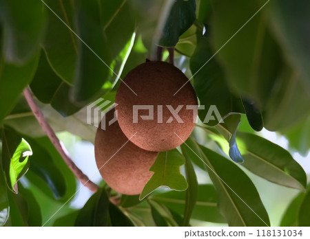 Sapodilla or sapote fruits (lat.- Manilkara zapota) 118131034