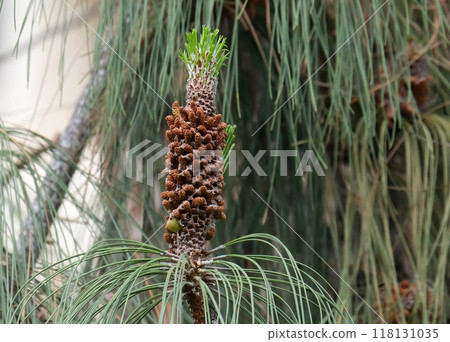 Canary Island pine (lat.- Pinus canariensis) 118131035