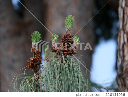 Canary Island pine (lat.- Pinus canariensis) 118131036