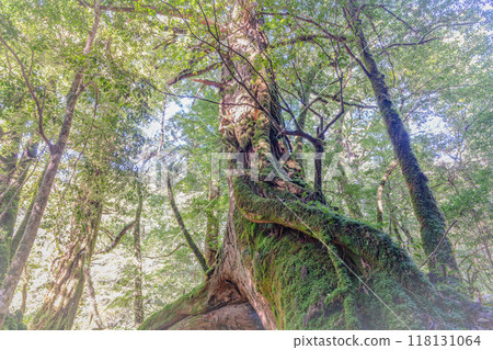 Three-legged Yakusugi Cedar, Shiratani Unsuikyo Gorge, Yakushima (August) Three-legged Yakusugi Cedar, Shiratani Unsuikyo Gorge, Yakushima (August) 118131064