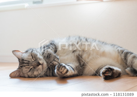 躺著的貓 躺著的貓 118131089