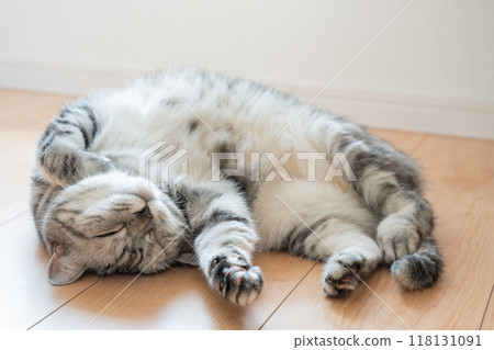 躺著的貓 118131091