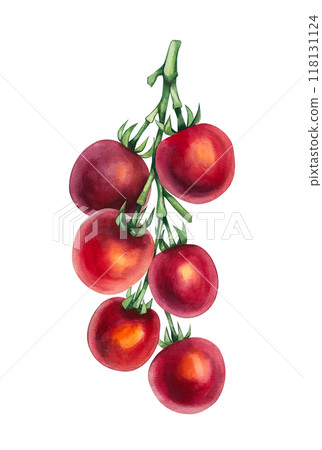 Watercolor cherry tomato 118131124