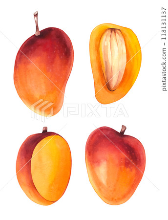 Watercolor mango Mangifera 118131137