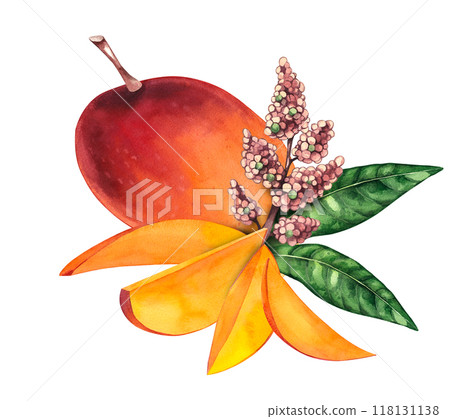 Watercolor mango Mangifera 118131138