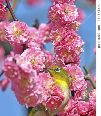 A white-eye on a red plum blossom in full bloom (spring image) (heartwarming image) 118131320