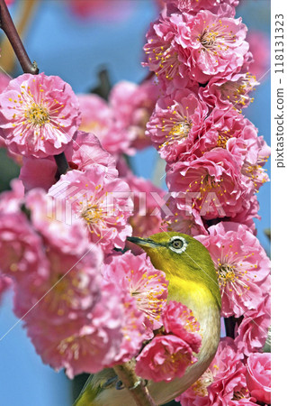 A white-eye on a red plum blossom in full bloom (spring image) (heartwarming image) 118131323