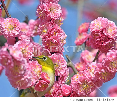A white-eye on a red plum blossom in full bloom (spring image) (heartwarming image) A white-eye on a red plum blossom in full bloom (spring image) (heartwarming image) 118131326