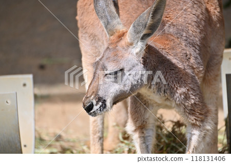 袋鼠（紅袋鼠） 多摩動物公園 118131406