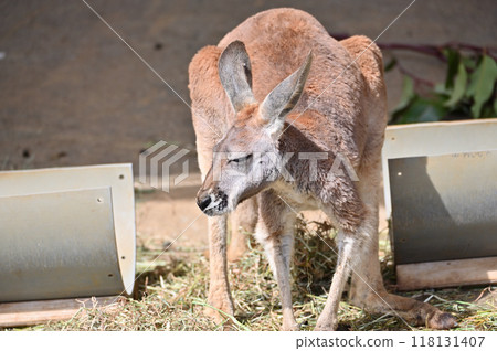 袋鼠（紅袋鼠） 多摩動物公園 118131407