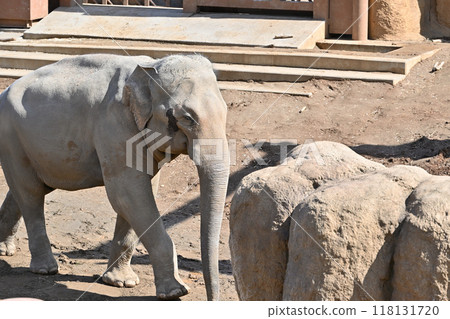 Asian elephant Tama Zoological Park 118131720
