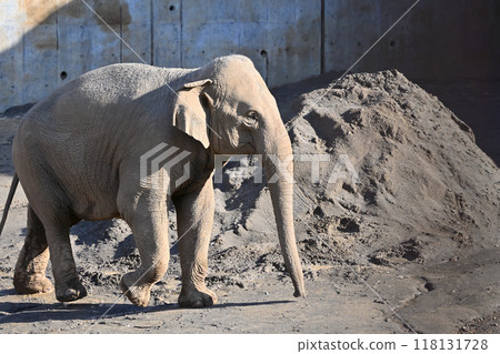 亞洲像多摩動物園 亞洲像多摩動物園 118131728