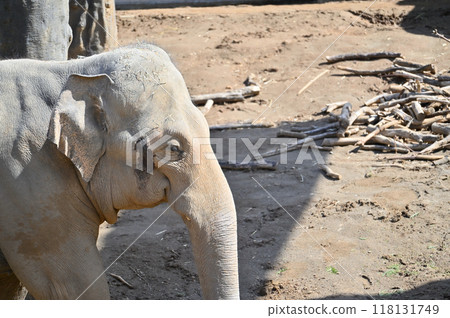 亞洲像多摩動物園的側面特寫 亞洲像多摩動物園的側面特寫 118131749