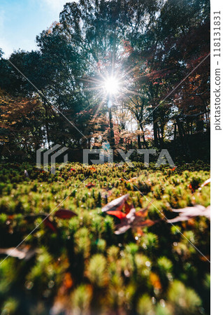 Autumn leaves of Yoshikien Autumn leaves of Yoshikien 118131831