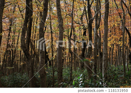 Autumn leaves made beech forest 118131950