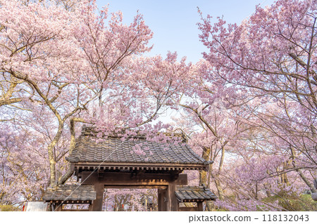 Ina City, Nagano Prefecture: Cherry blossoms in full bloom at Takato Castle Park, said to be the best in the country, and the Toyamon Gate 118132043