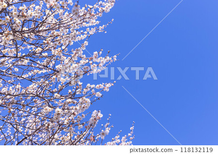 在藍天的李子開花 118132119