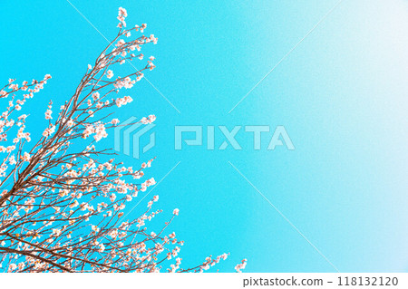 在藍天的李子開花 118132120