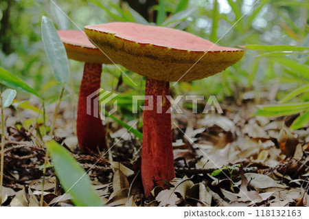 A red-stalked mushroom growing in the mountains 118132163