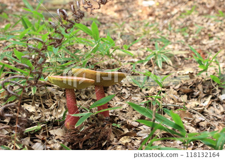 A red-stalked mushroom growing in the mountains 118132164