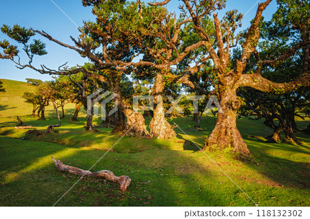 Fanal forest trees on Madeira island, Portugal Fanal forest trees on Madeira island, Portugal 118132302