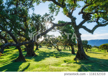 Fanal forest trees on Madeira island, Portugal Fanal forest trees on Madeira island, Portugal 118132310