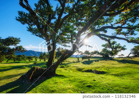Fanal forest trees on Madeira island, Portugal 118132346