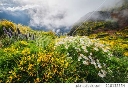 Madeira landscape with daisy flowers and blooming Cytisus shrubs, Portugal 118132354