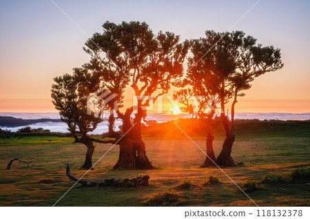 Fanal forest trees on Madeira island, Portugal 118132378