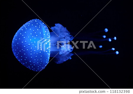 Tropical Jellyfish Phyllorhiza punctata white-spotted jellyfish underwater 118132398