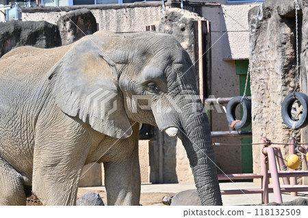 非洲像多摩動物園 非洲像多摩動物園 118132509