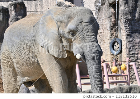 African elephant Tama Zoological Park African elephant Tama Zoological Park 118132510