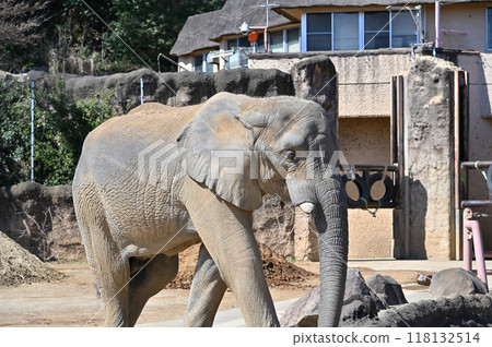 非洲像多摩動物園 非洲像多摩動物園 118132514