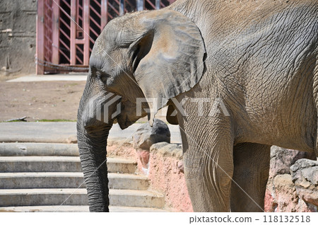 Close-up of an African elephant's profile at Tama Zoo Close-up of an African elephant's profile at Tama Zoo 118132518