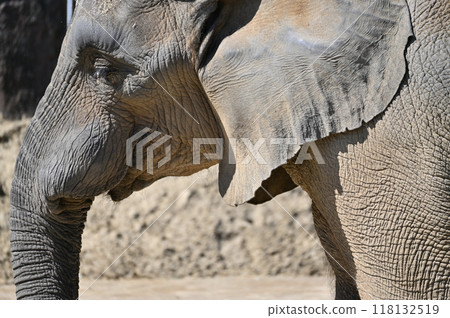 Close-up of an African elephant's profile at Tama Zoo Close-up of an African elephant's profile at Tama Zoo 118132519