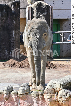 African elephant Tama Zoological Park 118132529