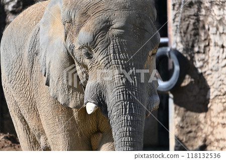 Close-up of African elephant Tama Zoological Park Close-up of African elephant Tama Zoological Park 118132536