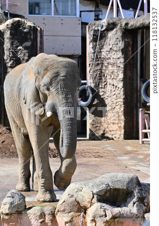 African elephant Tama Zoological Park African elephant Tama Zoological Park 118132537