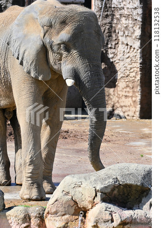 African elephant Tama Zoological Park 118132538