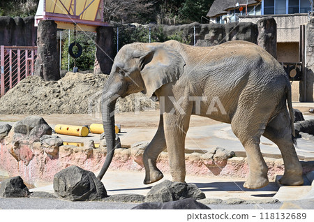 African elephant drinking water Tama Zoological Park 118132689