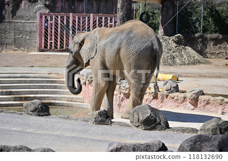 African elephant drinking water Tama Zoological Park African elephant drinking water Tama Zoological Park 118132690