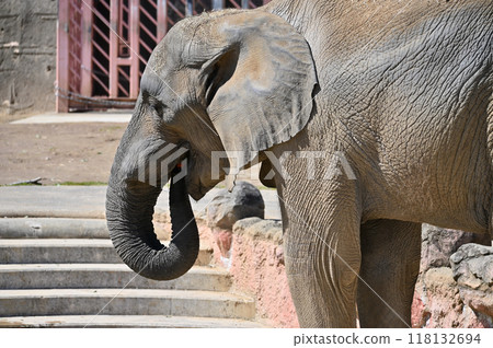 非洲象飲用水 多摩動物園 118132694